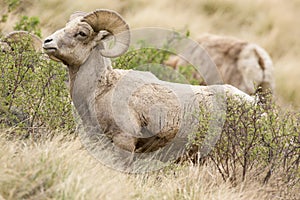 Young mature male bighorn ram