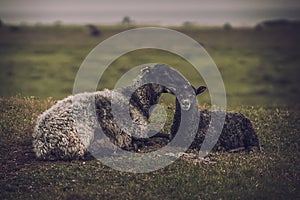 Young and mature sheeps together lying down on the grass and looking into the camera. Toned picture