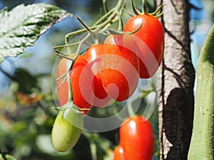 Young maturing cherry tomatoes in the garden