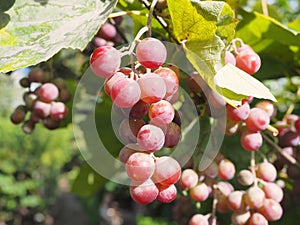 Young maturing Grapes in the vineyard
