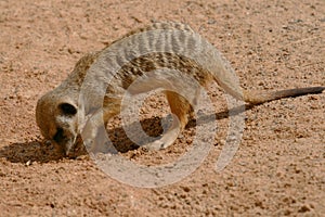 Young meerkat digging