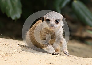 Young Meerkat Gone Walkabout photo