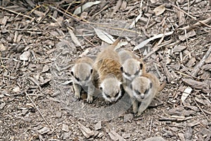 Young meerkat kits