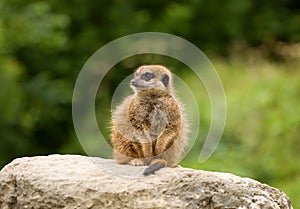 Young Meerkat on the Lookout