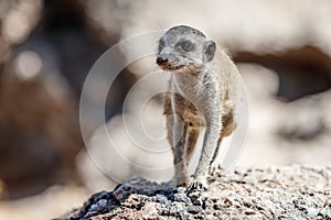 Young meerkat on the rocks.
