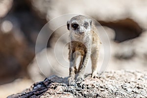 Young meerkat on the rocks.