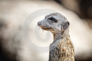 Young meerkat on the rocks.