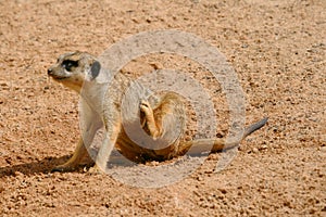 Young meerkat scratching