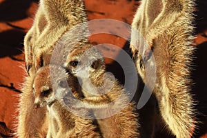 Young meerkat suricata suricatta are cuddling  in the Namibian Desert.