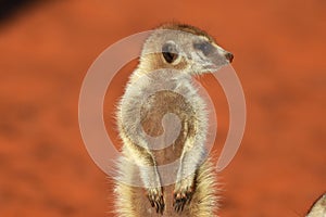 Young meerkat suricata suricatta is enjoying the evening sun.