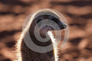 Young meerkat suricata suricatta is enjoying the evening sun.