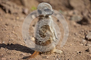 Young Meerkat (suricate) standing