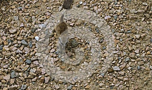 A young meerkat in the zoo.