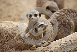 Young meerkats