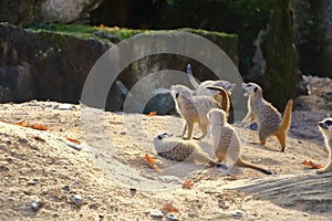 Young meerkats are playfully interacting with each other