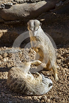 Young meerkats (Suricata suricatta) playing.