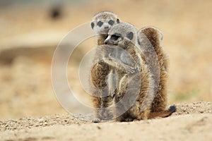 Young meerkats