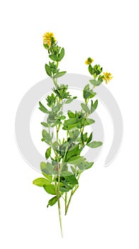 Young melilot, clover, sweet clover on a white background