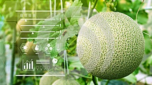 Young melons in greenhouse with infographics, Smart farming and precision agriculture with IoT, digital technology agriculture and