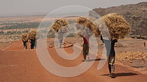 Young men carrying straw