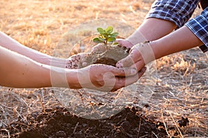 Young men join hands together to plant trees on fertile ground. The concept of protecting nature
