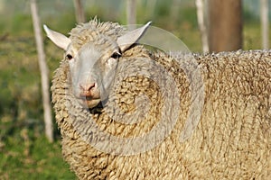 Young merino sheep with long wool
