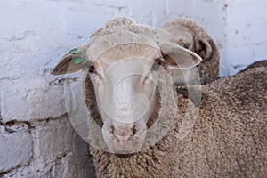 A young merino sheep in a pen