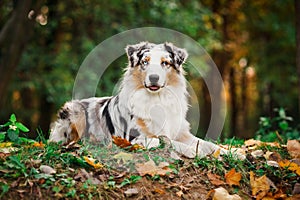 Young merle Australian shepherd portrait in autumn
