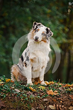 Young merle Australian shepherd portrait in autumn