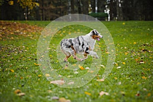 Young merle Australian shepherd running in autumn