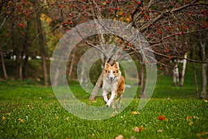 Young merle border collie running in autumn