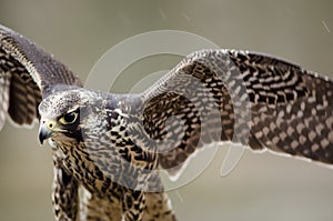 Young Merlin, Falco columbarius