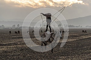 A Young Mexican Charro Cowboy Rounds Up A Herd of Horses Running Through The Field On A Mexican Ranch At Sunrise