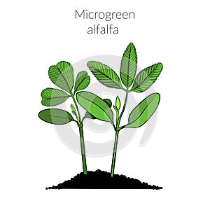 Young microgreen alfalfa