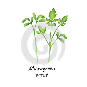 Young microgreen cress