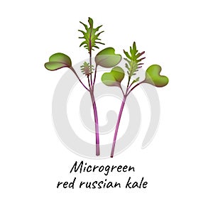 Young microgreen kale