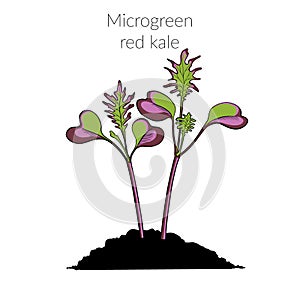 Young microgreen kale