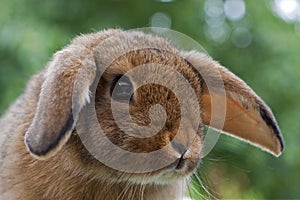 Young Mini Lop rabbit photo