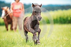 Young mini pony horse on a green meadow