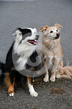 Young miniature australian shepherd and his dog friend in front of a grey wall