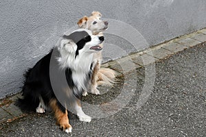 Young miniature australian shepherd and his dog friend in front of a grey wall
