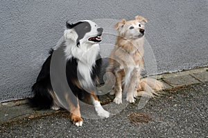 Young miniature australian shepherd and his dog friend in front of a grey wall