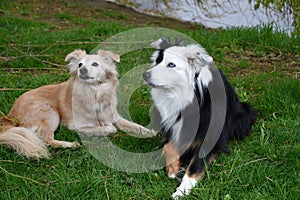 Young miniature australian shepherd and his dog friend sit near a pond