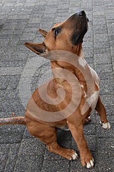 Young miniature bull terrier  looks intensely at something about him