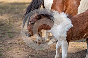 Young Miniature Horse
