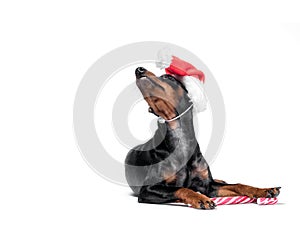 Young miniature pinscher puppy in a red Christmas hat with a candy cane