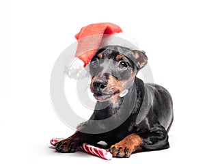 Young miniature pinscher puppy in a red Christmas hat with a candy cane