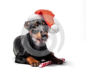 young miniature pinscher puppy in a red Christmas hat with a candy cane