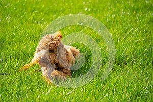 Young miniature poodle dog seen in lush grass.