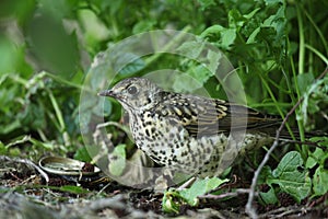 A young mistle thrush.